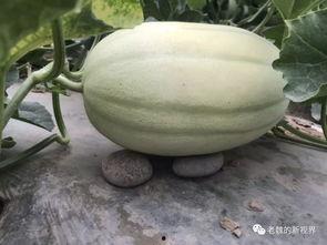 免费吃瓜渠道怎么找,轻松找到海量免费资讯渠道