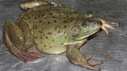 爆料养殖牛蛙视频大全