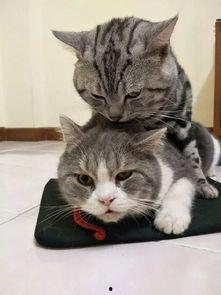 娱乐吃瓜猫捉鸟是真的吗,娱乐吃瓜猫捉鸟事件，真相究竟如何？