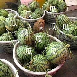 吃瓜娱乐头像,揭秘吃瓜娱乐头像背后的趣味世界